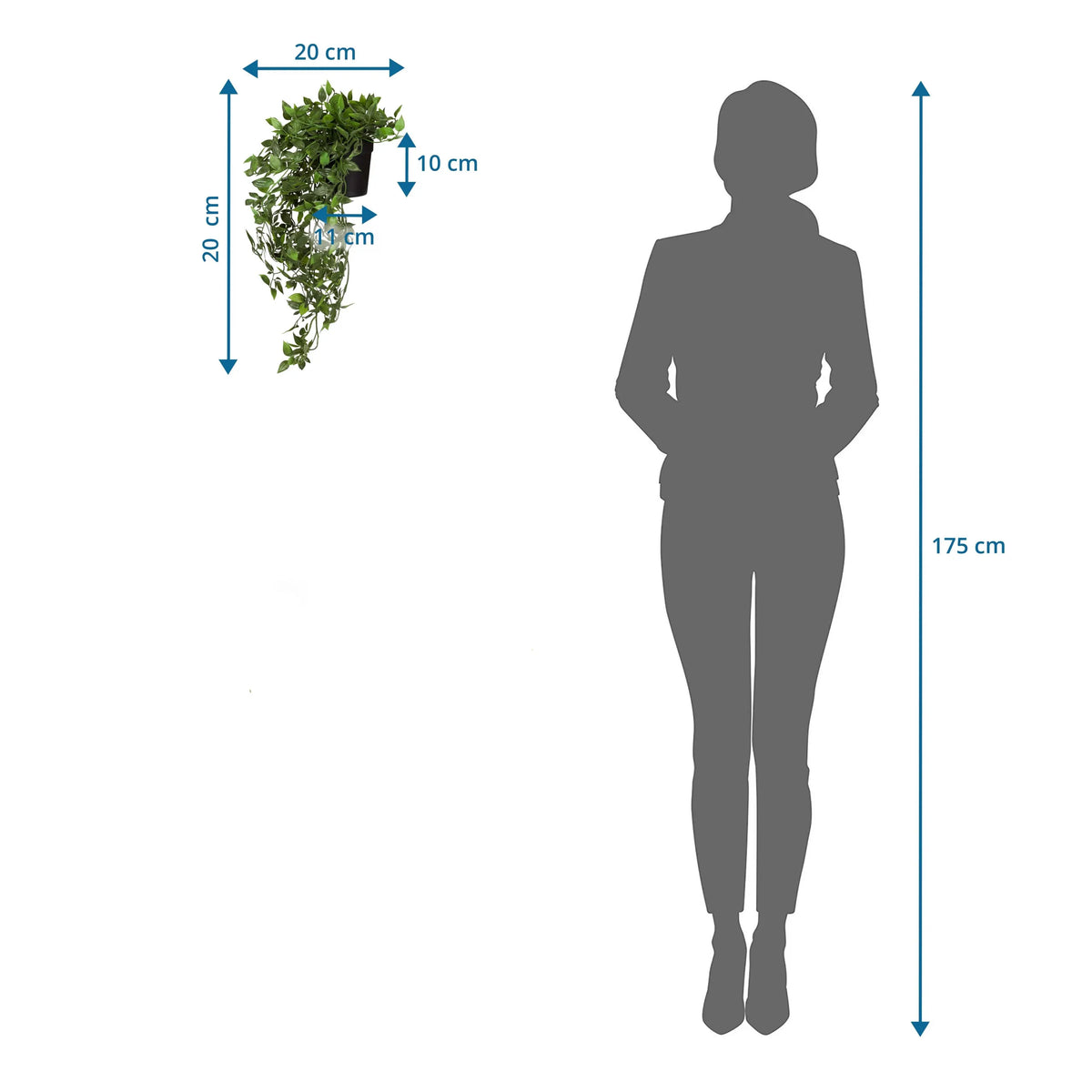 Maßzeichnung der Kunstpflanze Epipremnum Climb mit einer Höhe von 20 cm im Vergleich zu einer Person von hjh OFFICE