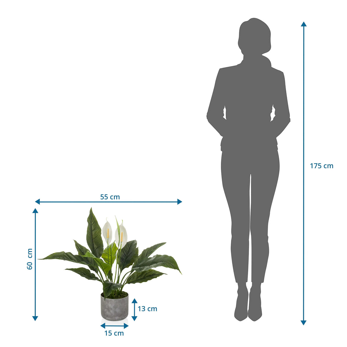 Dibujo dimensional de la Planta artificial Spathiphyllum 1 de 60 x 55 cm en comparación con una persona de hjh OFFICE