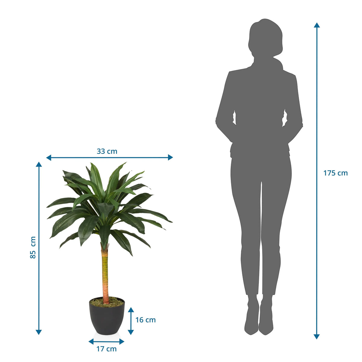 Dibujo dimensional de la Planta artificial DRACAENA I con una altura de 85 cm y anchura de 33 cm de hjh OFFICE