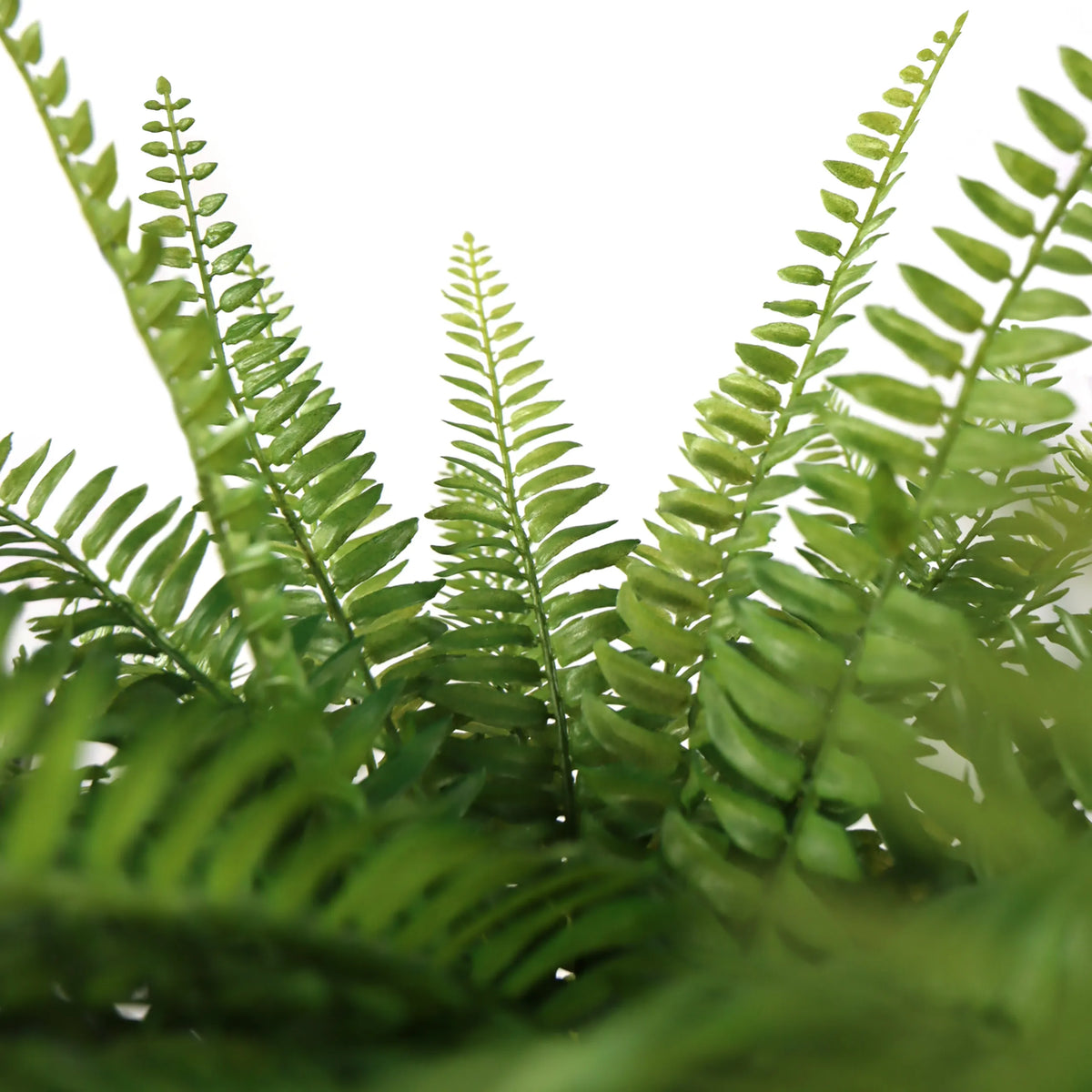 Frondas verdes de helecho de la Planta artificial Proliferum de hjh OFFICE