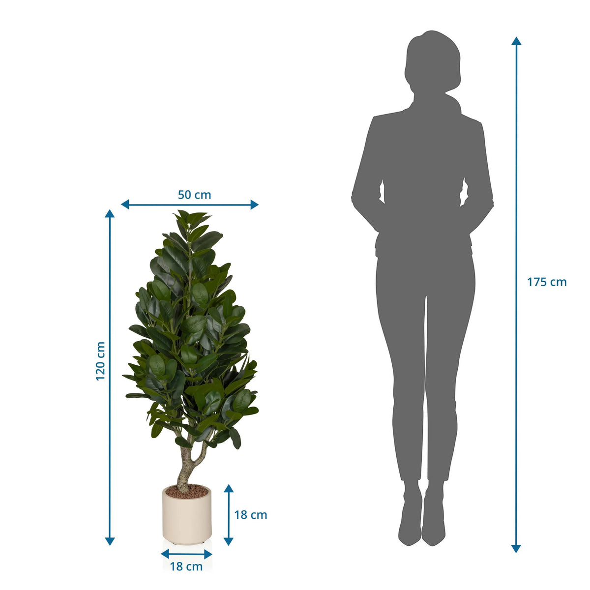 Maßzeichnung der Kunstpflanze Garcinia mit einer Höhe von 120 cm und Breite von 50 cm von hjh OFFICE