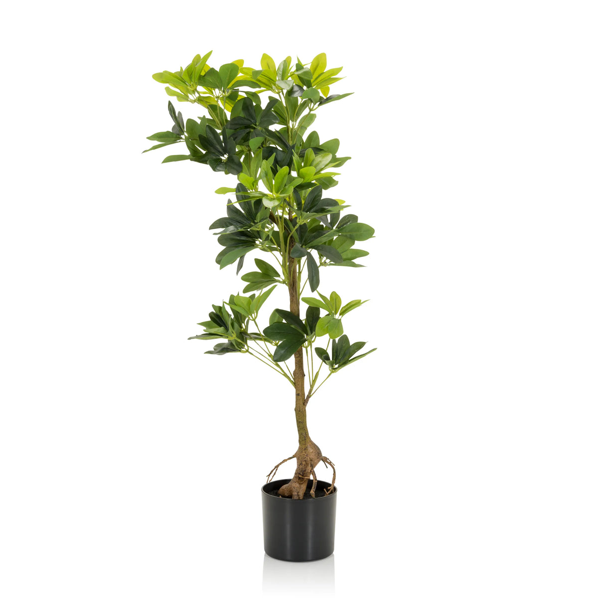 Planta artificial verde SCHEFFLERA con ramas ramificadas en una maceta negra de hjh OFFICE – vista de 360° (vista frontal 0°)
