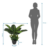 Dibujo dimensional de la Planta artificial DIEFFENBACHIA con una altura de 80 cm y anchura de 42 cm de hjh OFFICE