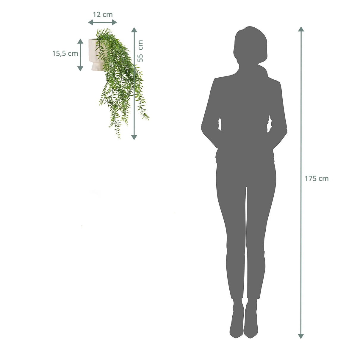 Dibujo dimensional de la planta de pared Filix con una altura total de 55 cm y un ancho de 12 cm de hjh OFFICE