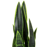 Hojas verdes de la planta artificial SANSEVIERIA con patrones verde oscuro de hjh OFFICE
