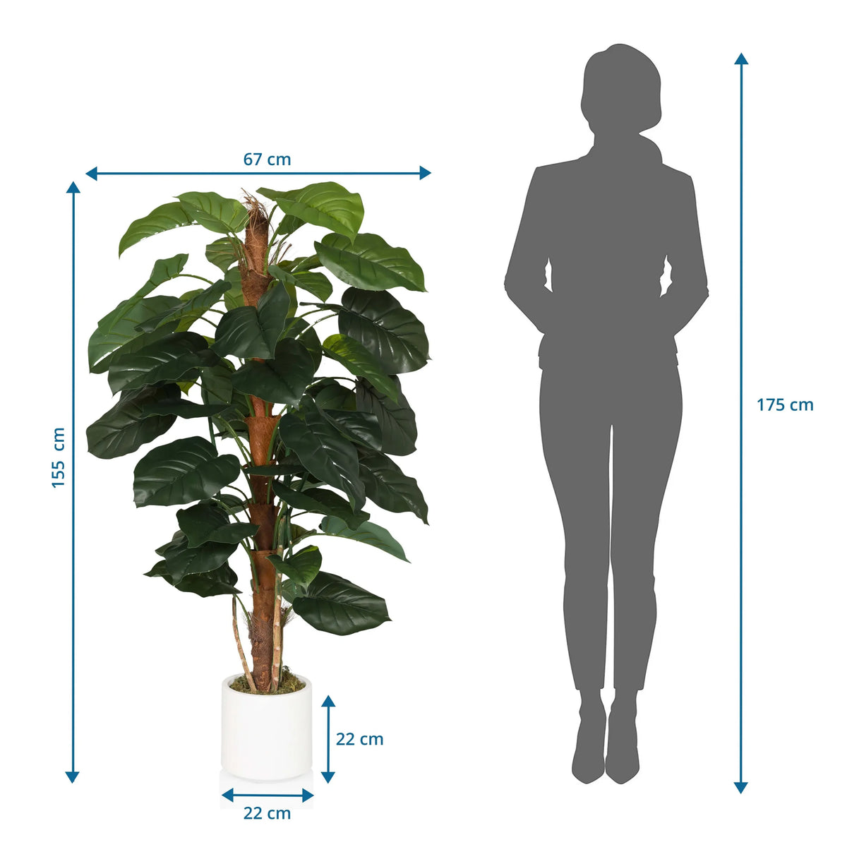 Dibujo dimensional de la Planta artificial EPIPREMNUM con una altura de 155 cm y anchura de 67 cm de hjh OFFICE