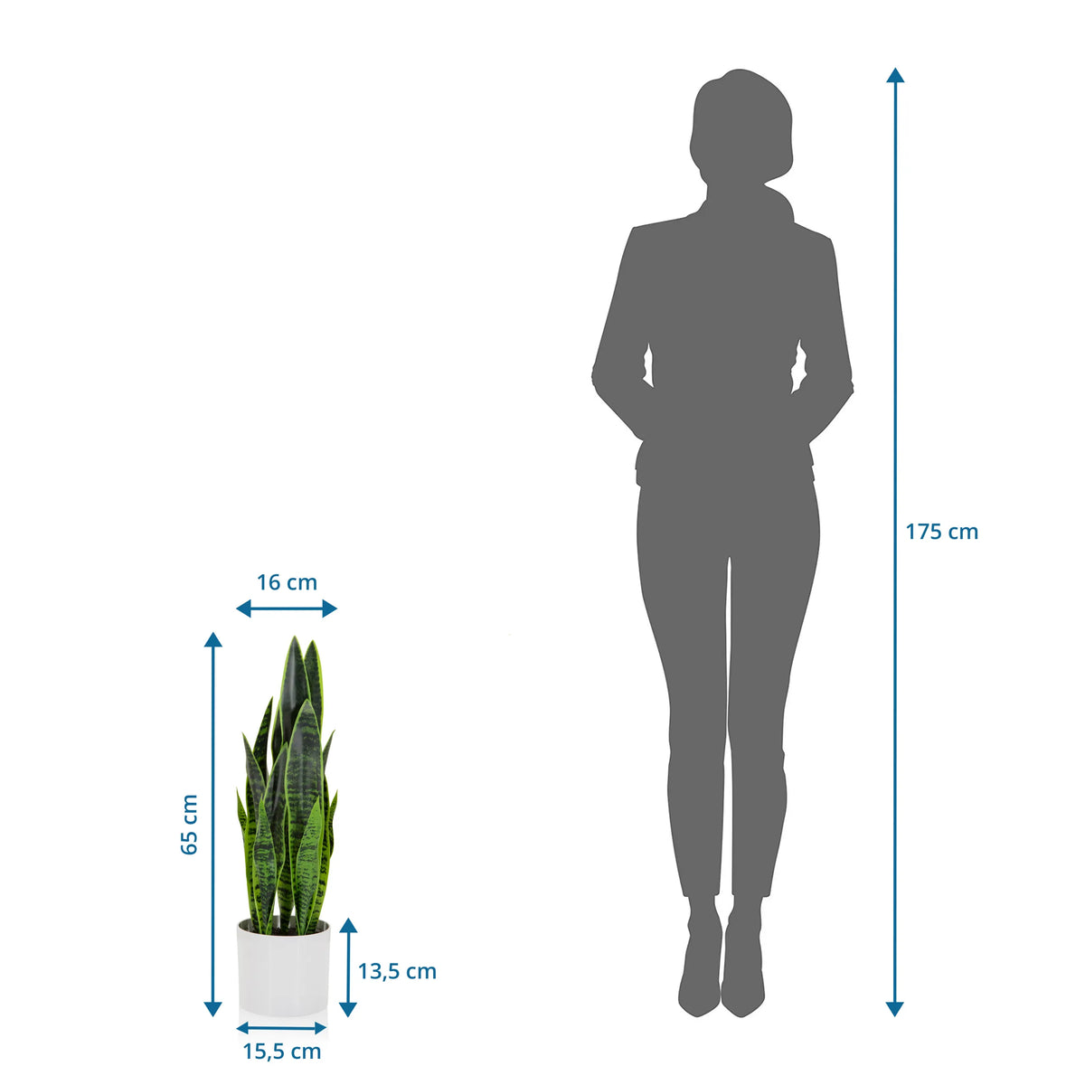 Vista dimensional de la Planta artificial SANSEVIERIA con una altura de 65 cm junto a la silueta de una persona de hjh OFFICE