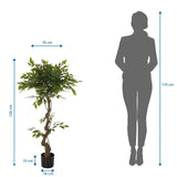 Vista de dimensiones de la Planta artificial FICUS I con una altura de 120 cm y una anchura de 70 cm de hjh OFFICE