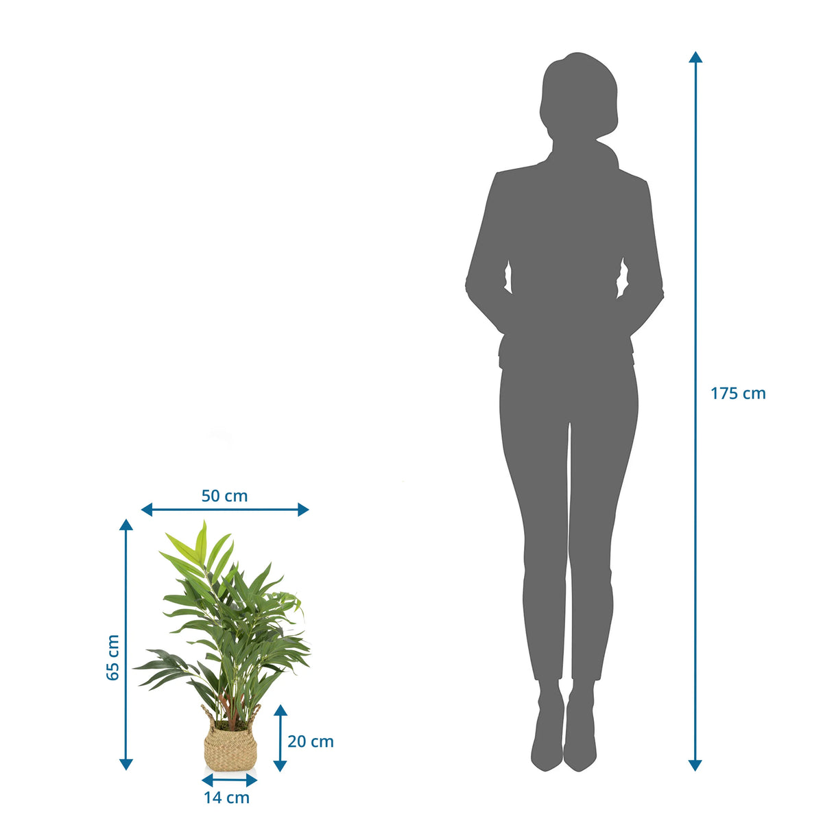 Dibujo acotado de la Planta artificial CHAMAEDOREA con una altura de 65 cm de hjh OFFICE