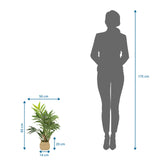 Dibujo acotado de la Planta artificial CHAMAEDOREA con una altura de 65 cm de hjh OFFICE