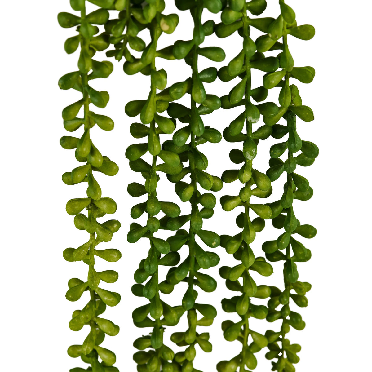 Hojas verdes de la planta colgante Senecio Climb de hjh OFFICE