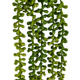 Hojas verdes de la planta colgante Senecio Climb de hjh OFFICE