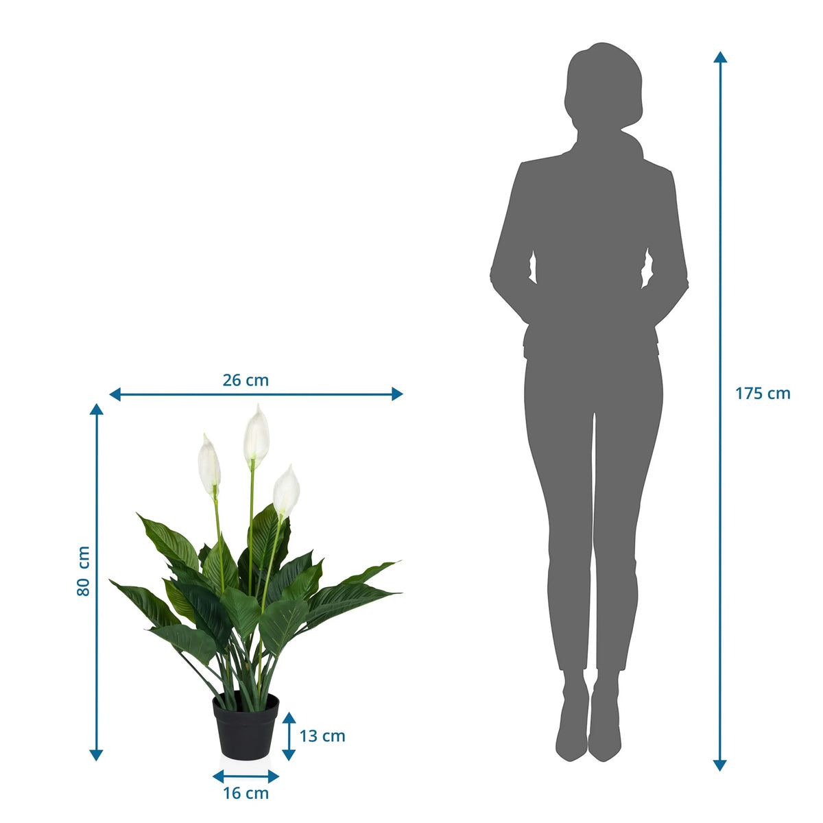 Dibujo dimensional de la Planta artificial SPATHIPHYLLUM con una altura de 80 cm y anchura de 26 cm de hjh OFFICE