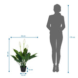 Dibujo dimensional de la Planta artificial SPATHIPHYLLUM con una altura de 80 cm y anchura de 26 cm de hjh OFFICE