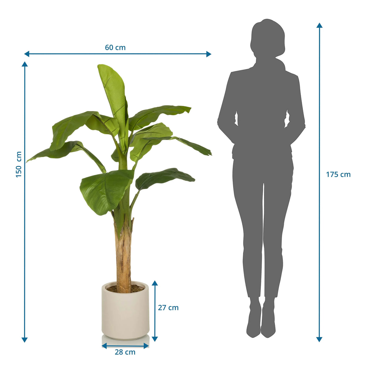 Dibujo dimensional de la Planta artificial BANANE I con una altura de 150 cm y anchura de 60 cm de hjh OFFICE