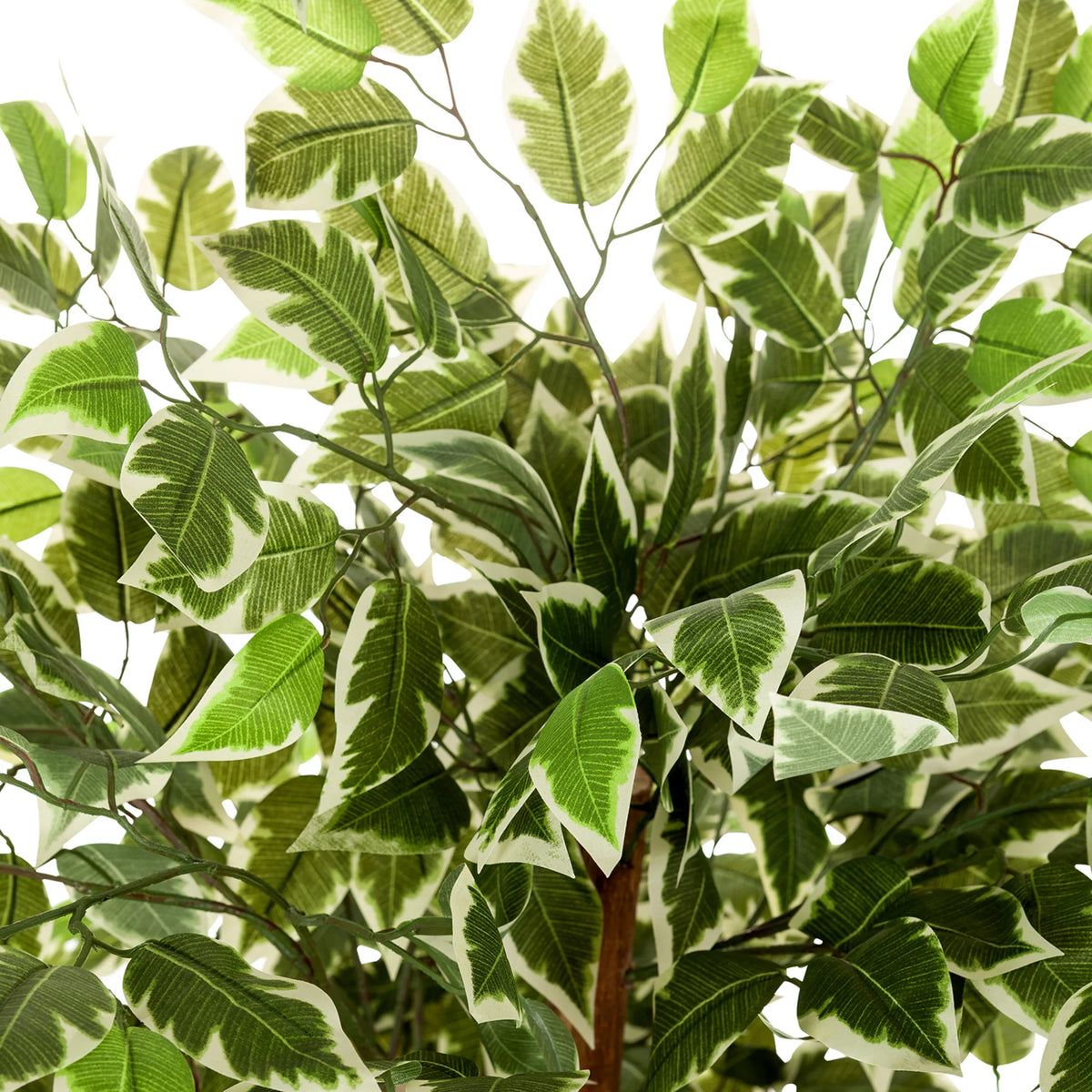 Hojas variegadas en verde y blanco de la Planta artificial FICUS de hjh OFFICE