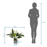 Dibujo dimensional de la Planta artificial Spathiphyllum 1 de 60 x 55 cm en comparación con una persona de hjh OFFICE