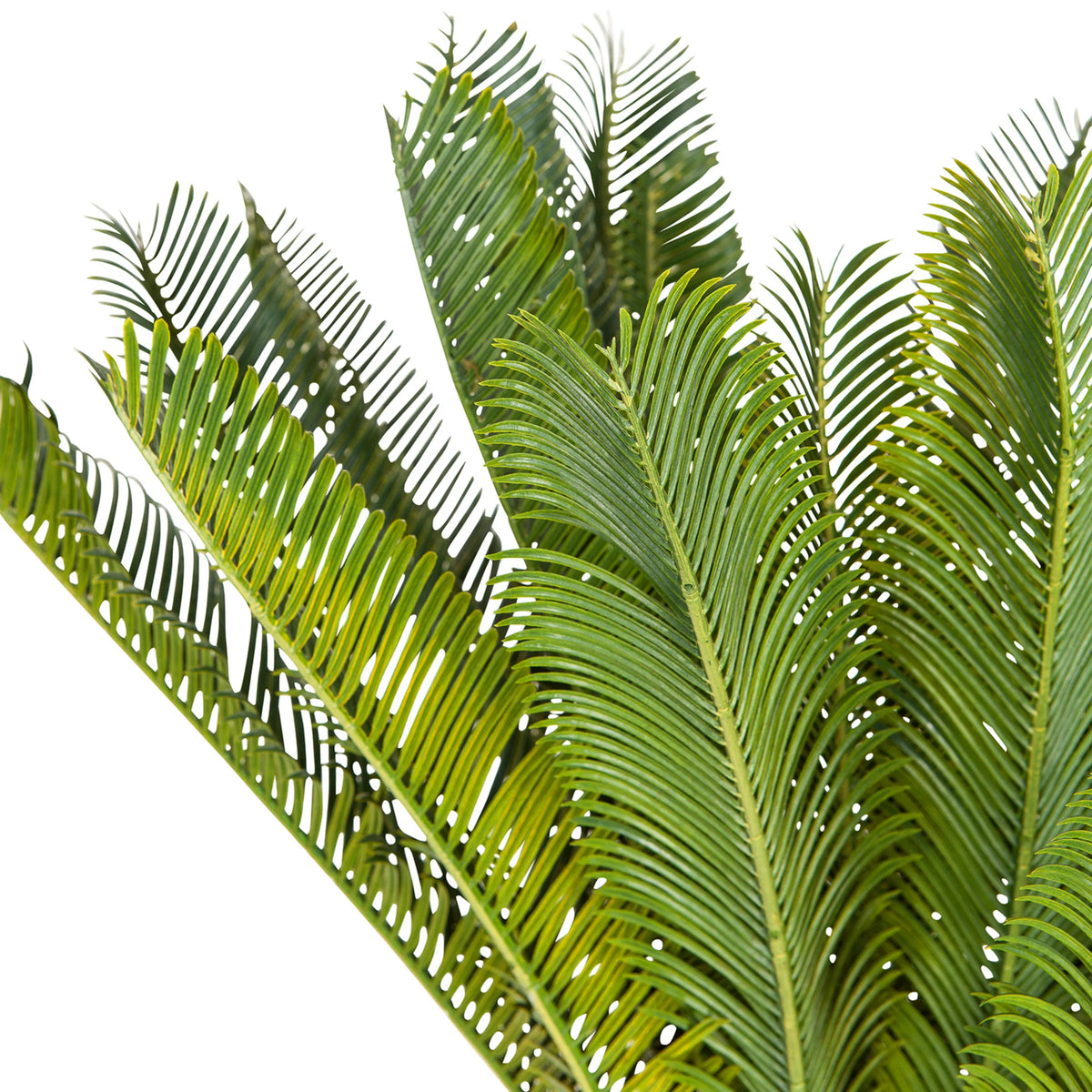 Hojas verdes de la Planta artificial CYCAS de hjh OFFICE