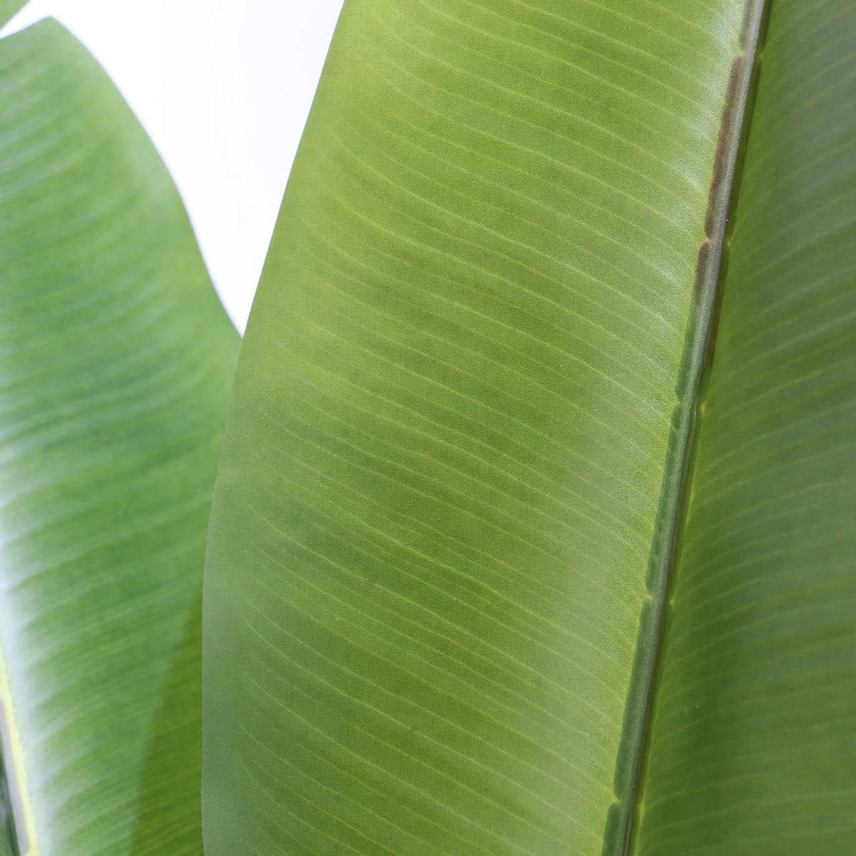 Estructura de hojas verdes de la Planta artificial BANANE de hjh OFFICE