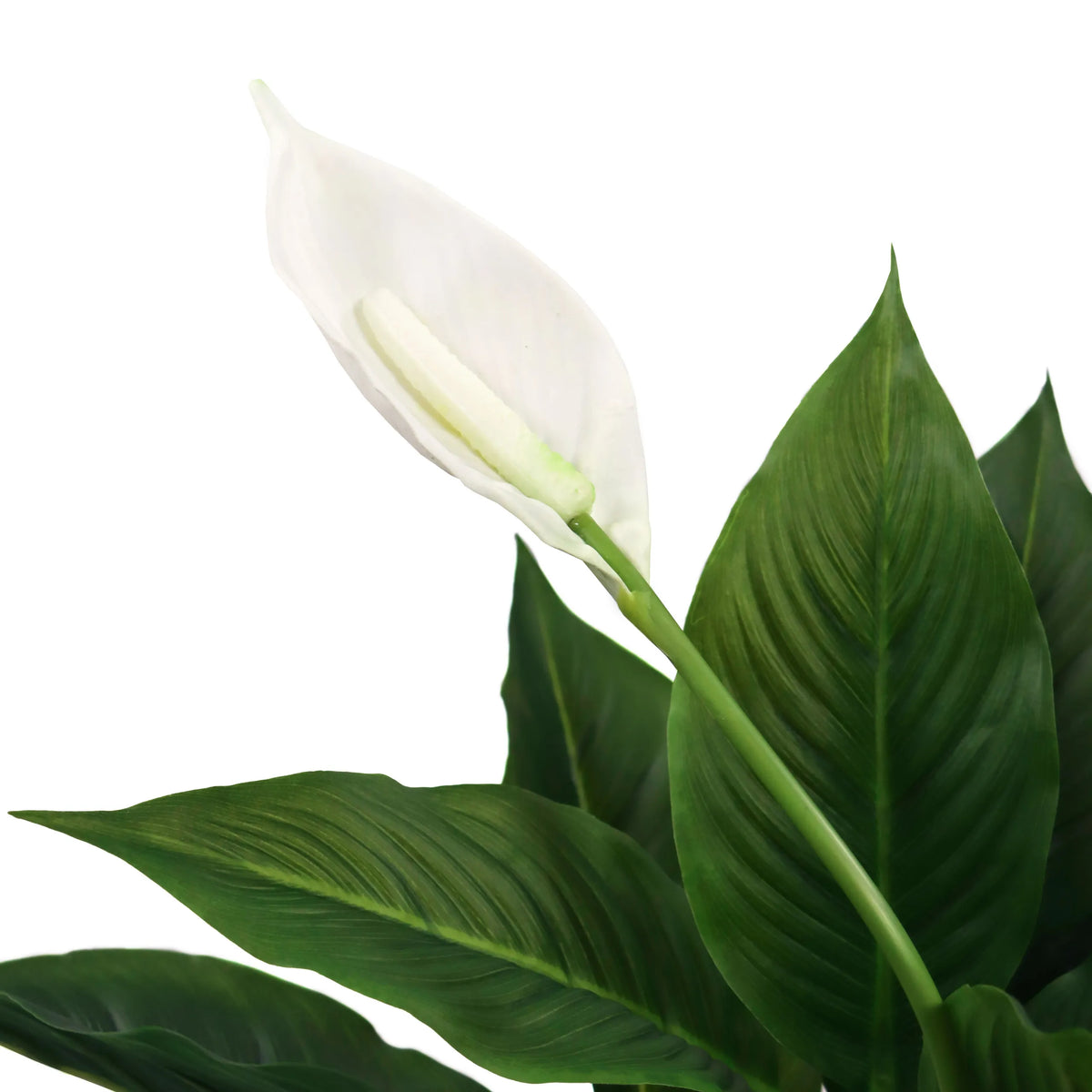 Flor blanca y hojas verdes de la planta artificial SPATHIPHYLLUM de hjh OFFICE