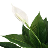 Flor blanca y hojas verdes de la planta artificial SPATHIPHYLLUM de hjh OFFICE
