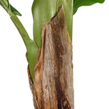 Tronco con corteza marrón de la planta artificial BANANE I de hjh OFFICE