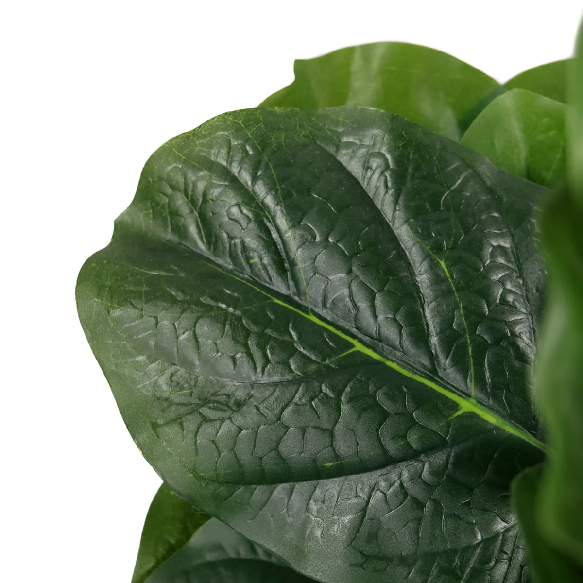 Hoja verde con estructura de nervaduras pronunciada de la Planta artificial LYRATA de hjh OFFICE