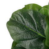 Hoja verde con estructura de nervaduras pronunciada de la Planta artificial LYRATA de hjh OFFICE