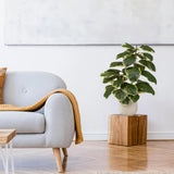 Kunstpflanze Ficus 3 in Grün und Weiß in einem weißen Topf auf einem Holzsockel von hjh OFFICE