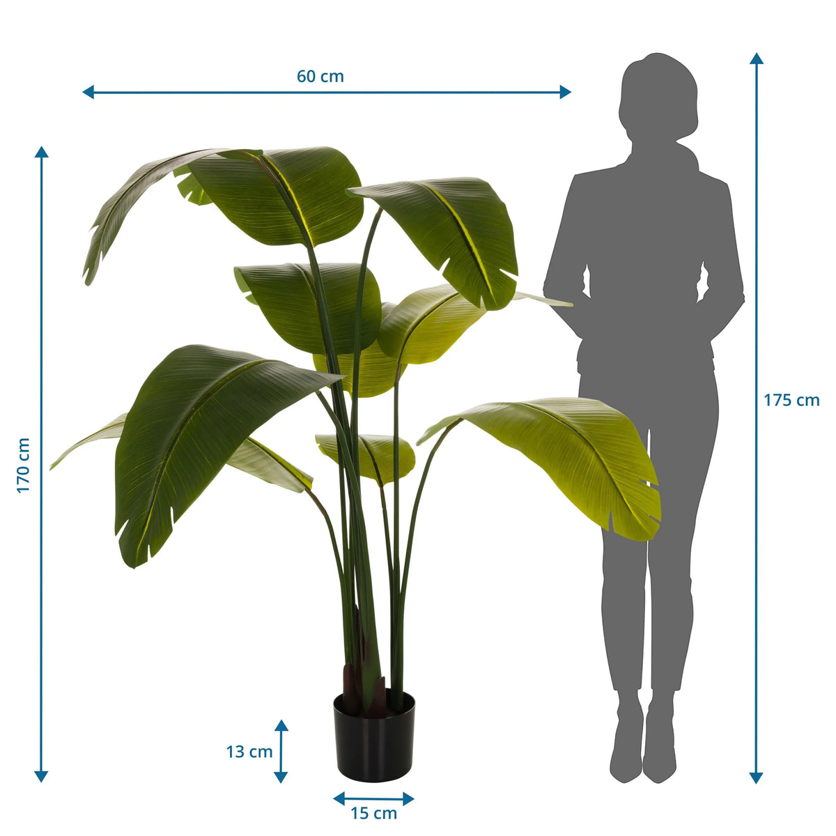 Maßzeichnung der Kunstpflanze BANANE mit einer Höhe von 170 cm und einer Breite von 60 cm von hjh OFFICE