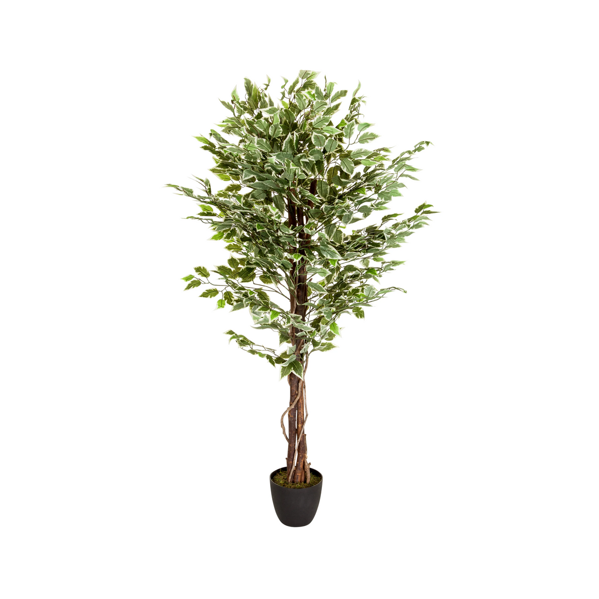 Grüne Kunstpflanze FICUS mit geflochtenem Stamm in einem schwarzen Topf von hjh OFFICE – 360-Grad-Ansicht (Frontansicht 0°)