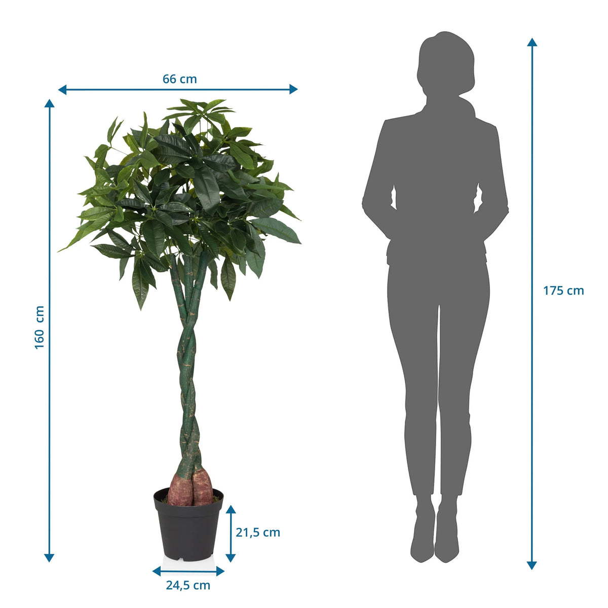 Dibujo dimensional de la Planta artificial PACHIRA con una altura de 160 cm y anchura de 66 cm de hjh OFFICE