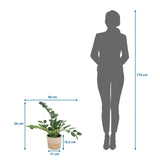 Plano dimensional de la Planta artificial ZAMIE de 50 × 50 cm junto a la silueta de una persona de hjh OFFICE