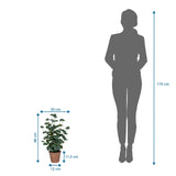Dibujo acotado de la Planta artificial Eucalyptus con una altura de 48 cm junto a la silueta de una persona de hjh OFFICE
