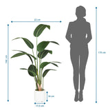 Dibujo dimensional de la Planta artificial STRELITZIA con una altura de 150 cm de hjh OFFICE