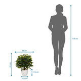 Plano dimensional de la Planta artificial FICUS II con una altura de 65 cm y anchura de 40 cm de hjh OFFICE