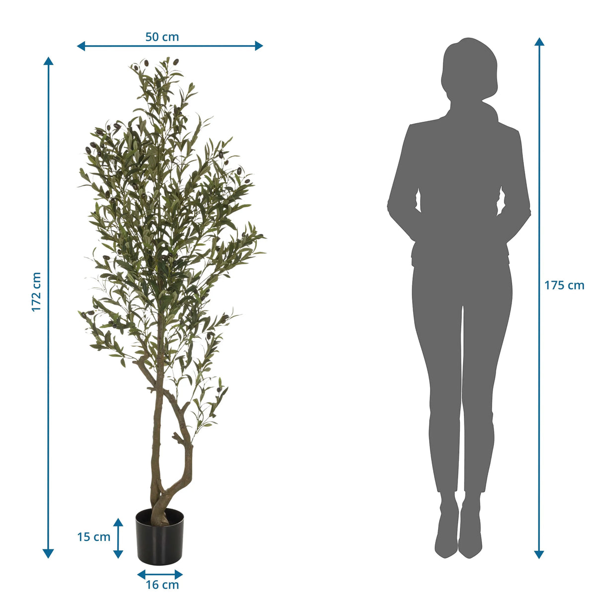 Dibujo dimensional de la Planta artificial OLIVE I con una altura de 172 cm de hjh OFFICE