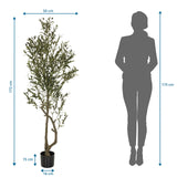 Dibujo dimensional de la Planta artificial OLIVE I con una altura de 172 cm de hjh OFFICE