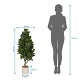 Dibujo dimensional de la Planta artificial Garcinia con una altura de 120 cm y anchura de 50 cm de hjh OFFICE