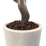 Tronco y maceta blanca con sustrato de arcilla expandida de la Planta artificial Garcinia de hjh OFFICE