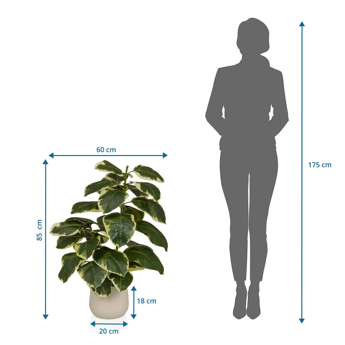 Dibujo dimensional de la Planta artificial Ficus 3 con una altura de 85 cm y anchura de 60 cm de hjh OFFICE