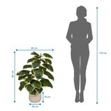Dibujo dimensional de la Planta artificial Ficus 3 con una altura de 85 cm y anchura de 60 cm de hjh OFFICE