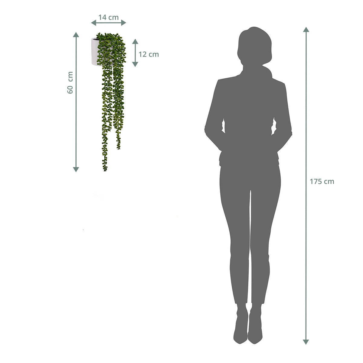 Dibujo acotado de la decoración de pared Senecio Climb con una longitud total de 60 cm junto a la silueta de una persona de hjh OFFICE