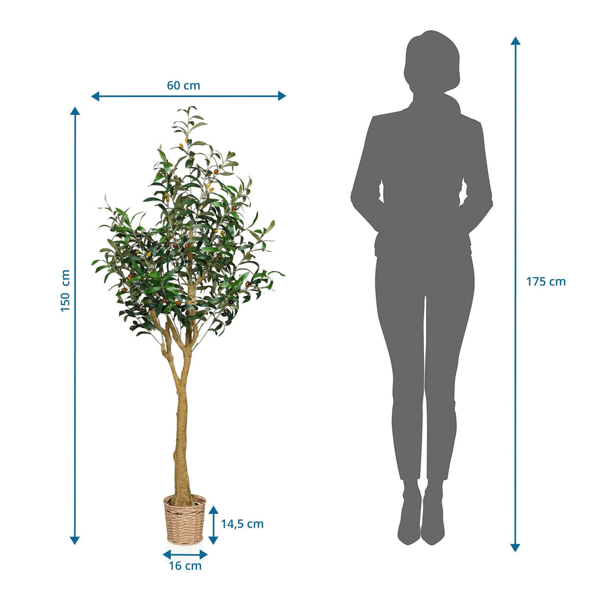 Dibujo dimensional de la Planta artificial OLIVE II con una altura de 150 cm y un ancho de 60 cm de hjh OFFICE