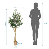 Dibujo dimensional de la Planta artificial OLIVE II con una altura de 150 cm y un ancho de 60 cm de hjh OFFICE