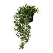 Planta artificial verde Epipremnum Climb con hojas colgantes en una maceta negra de hjh OFFICE