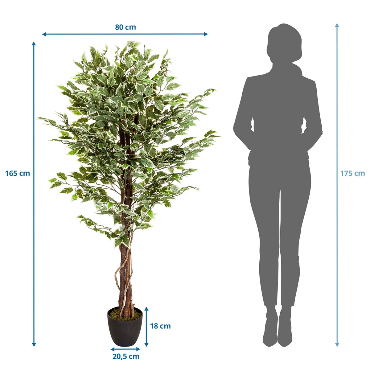 Dibujo dimensional de la Planta artificial FICUS con una altura de 165 cm y anchura de 80 cm de hjh OFFICE