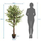 Dibujo dimensional de la Planta artificial FICUS con una altura de 165 cm y anchura de 80 cm de hjh OFFICE