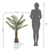 Dibujo dimensional de la Planta artificial DRACAENA con una altura de 120 cm y una anchura de 70 cm de hjh OFFICE