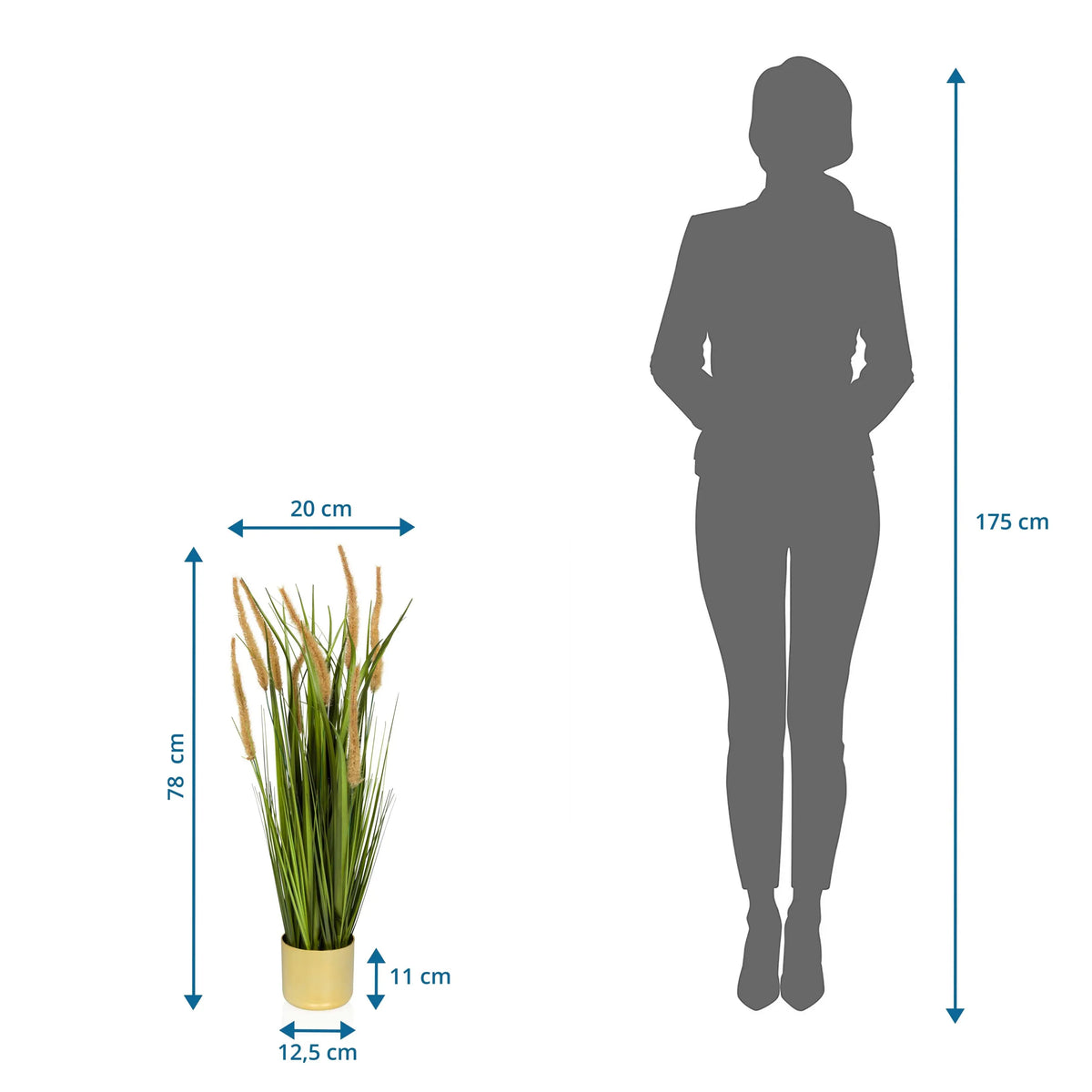 Vista dimensional de la Planta artificial CORTADERIA I con una altura total de 78 cm de hjh OFFICE